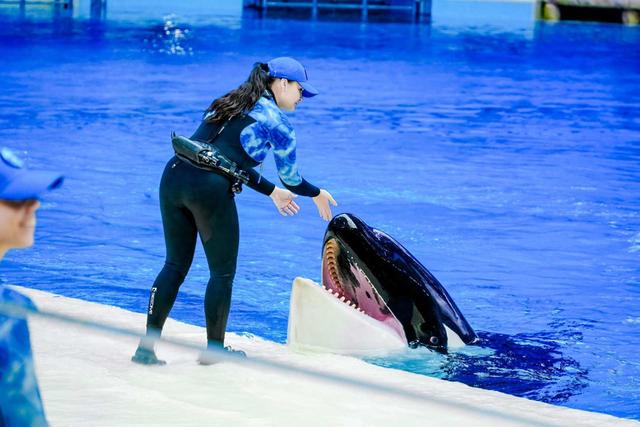 海洋动物花式拜年！横琴长隆飞船乐园开启“鲸彩”新春活动