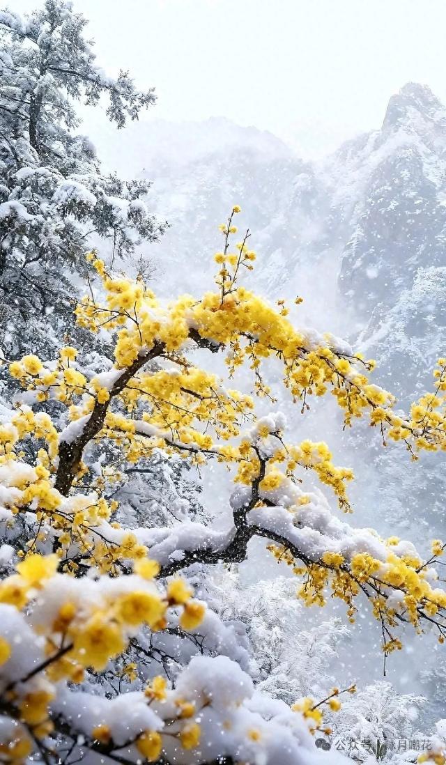 雪霁东湖：且将琼芳酿作春