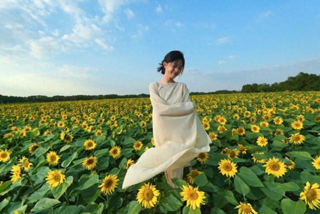 百亩向日葵花海来了！