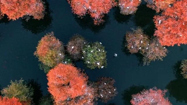 树在水中长，鸟在林中飞 涨渡湖“红”了