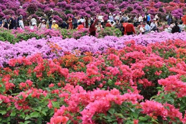莲花山公园“人从众” 2025深圳簕杜鹃赏花周顶流花海“热到爆”