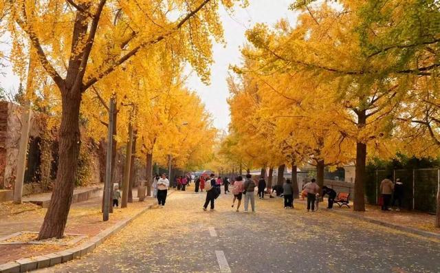 “缓扫”了，快点来大连拍照打卡吧！