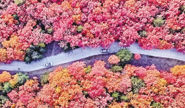 曲径入画 彩林相拥