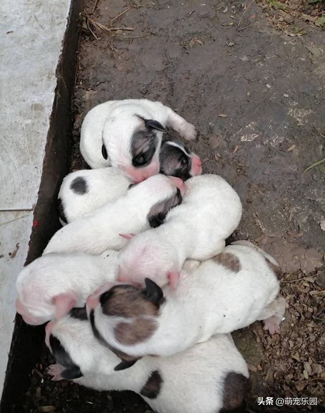深夜垃圾桶旁发现7只弃犬，两小时喂一次奶	，30天后我被治愈了
