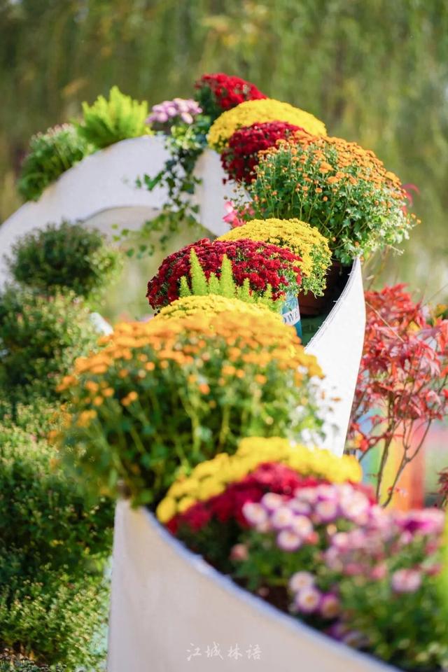 2025武汉菊展17大展区地点官宣！超全赏花攻略+亮点抢先看→