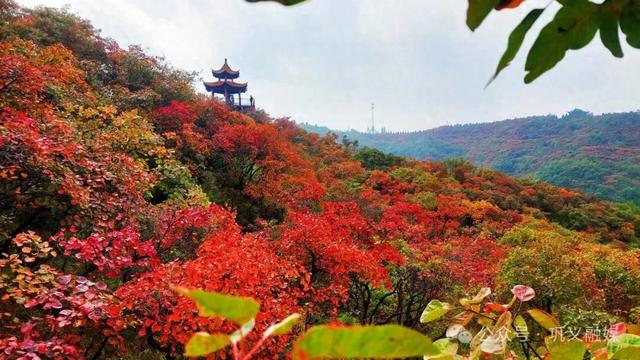 巩义这座山“红透了”!