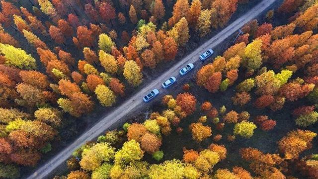 最佳观赏期！孝昌绝美红杉林，太出片了！
