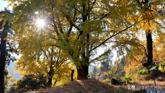 千年银杏“黄金雨”！江西这个小村私藏的初冬秘境，随手一拍就是大片！