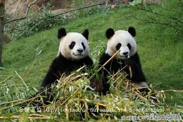 宣布了：提前归还中国