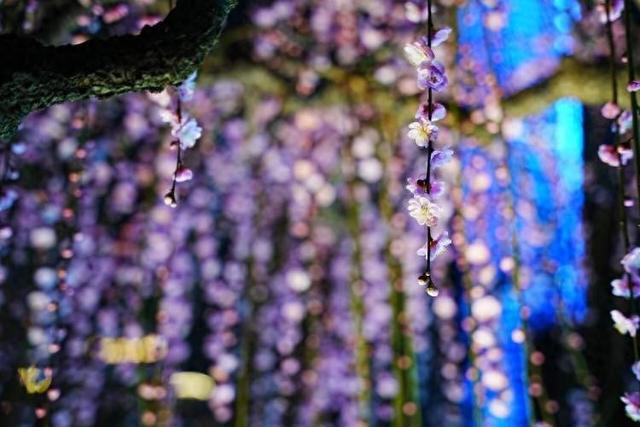 全开了！世博文化公园奇花艺境展进入最佳观赏期，开启夜游模式