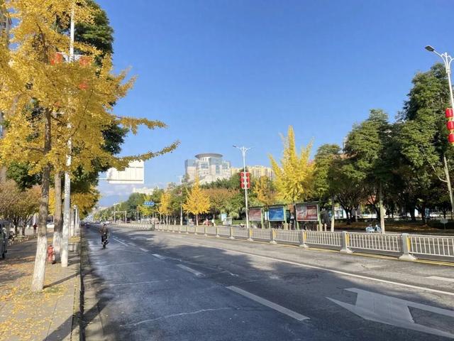 大邑银杏@你，初冬限定“金”喜，请查收！