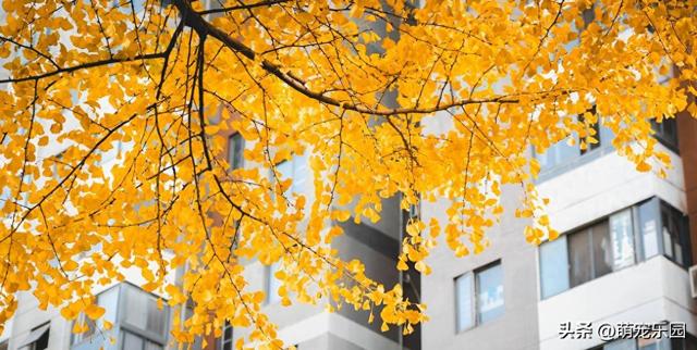 逛了这么多地方，才发现最迷人的银杏藏在身边，金叶子等着被发现