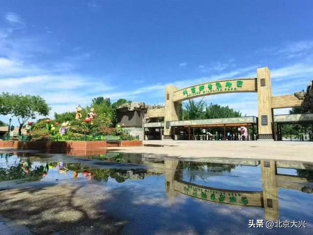 解码大兴｜“南有长隆、北有大兴”