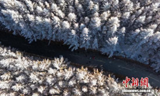 一半金黄一半雪白，秋日雾凇上线！