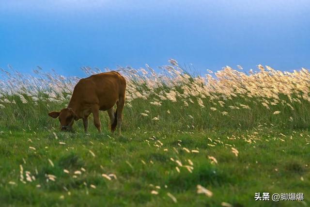 芦花似雪秋意浓！来吴阳，赴一场浪漫的芦荻之约