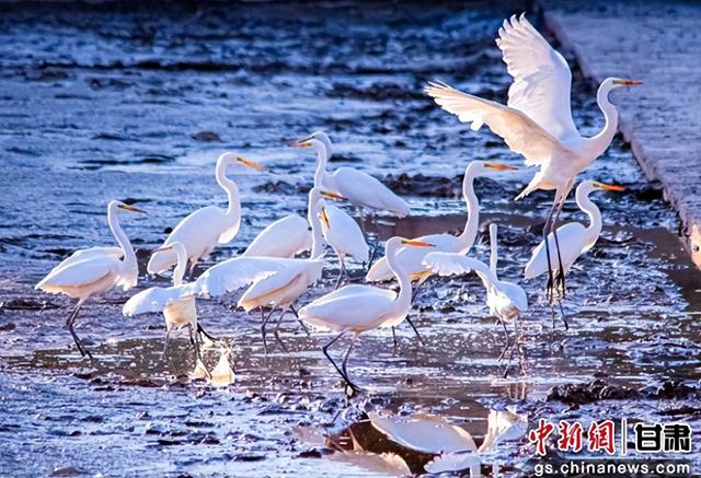 金秋敦煌党河风情线白鹭翩跹