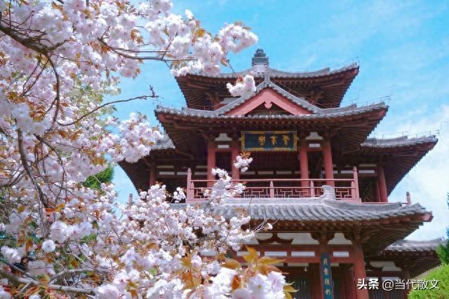 当代散文|青龙寺琐忆