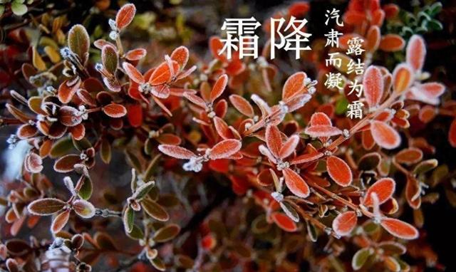 “霜降不听劝，来年坟头见”，明日霜降60年一遇，这4件事不要做