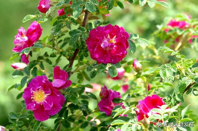 跟着节气游永登立夏赏花 邂逅玫瑰之乡浪漫#厚道甘肃#幸福兰州#桥见黄河来见一面