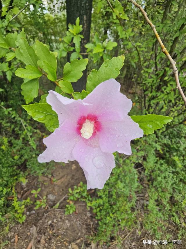 木槿花，醉了自然，爱了自然，乐了自然，蓝天有约，拥抱自然吧