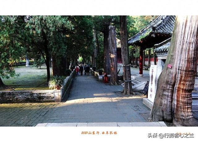 山东行游影记（228）—曲阜孔林（四）