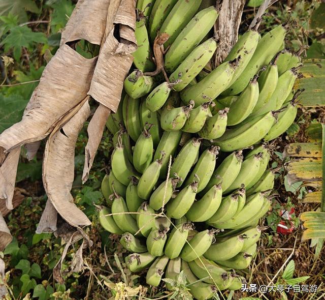 常年自驾跑遍全国，托付亲哥办件小事竟出错，老话说的果然没错！