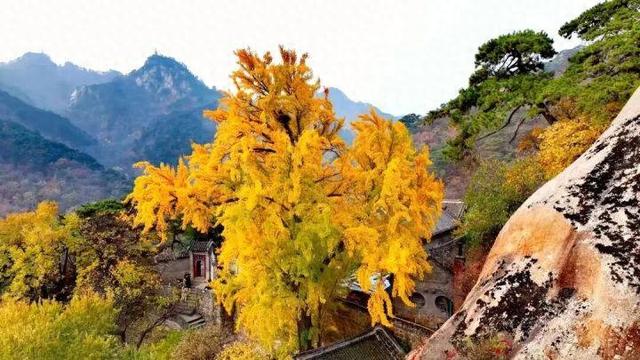 鞍山人免费游千山！最全预约攻略看这篇就够了