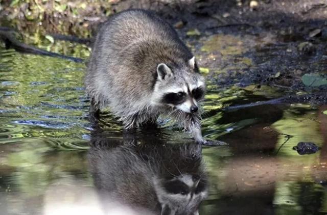 泰山虎山百鸟园萌宠上新 浣熊家族萌趣安家