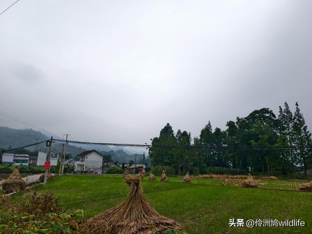 成都徒步（69）·彭州篇⑯法藏寺环线（桥断未走通）