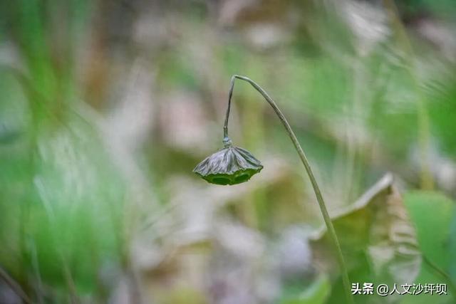 山水浸染秋之色，晚风捎来桂花香