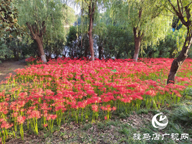 驻马店置地公园：彼岸花开正盛 秋日美景引客来