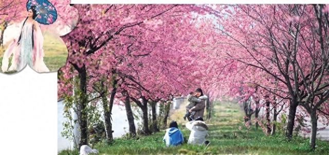 冬日的“樱花长廊” 缤纷浪漫