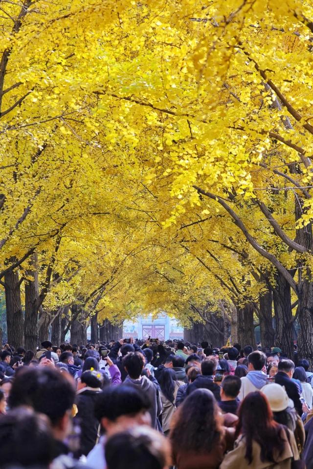 别急，地坛秋色还在！银杏节持续至本周末→
