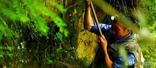 2万6一斤的燕窝怎么来？看四川大叔飞崖取窝，儿子：打死不做这
