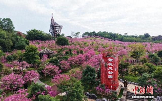 南宁上演“冬日浪漫”：紫花风铃木绽放满园诗意