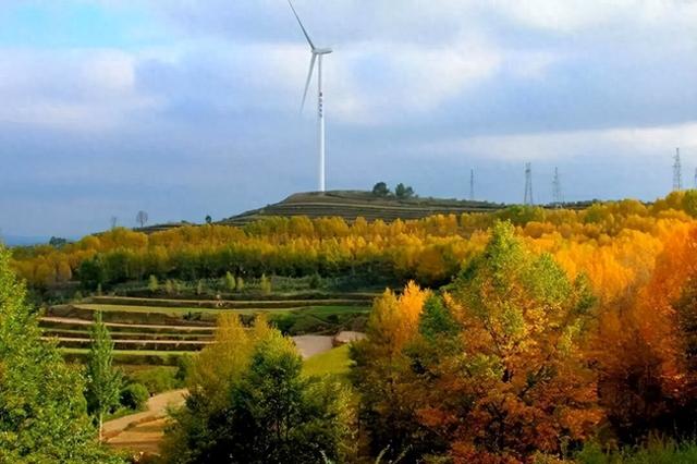 【联动宣传】秋日定西，金色相逢｜寻找陇中最美黄叶打卡地