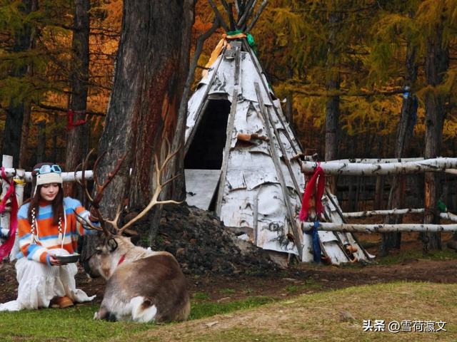 在深秋的根河邂逅驯鹿