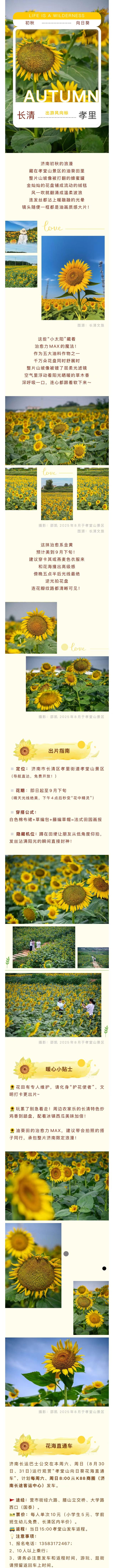 免费花海超出片！速来这片济南新晋治愈系打卡地！