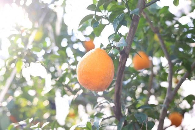 冬游丹徒江岛：生态“明珠”与产业“名镇”的绿色协奏