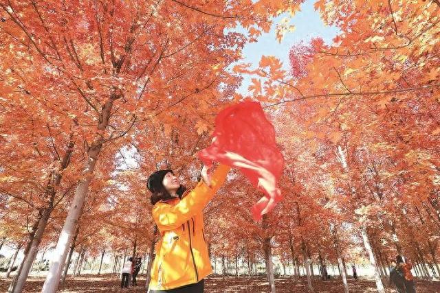 枫叶火红醉游人