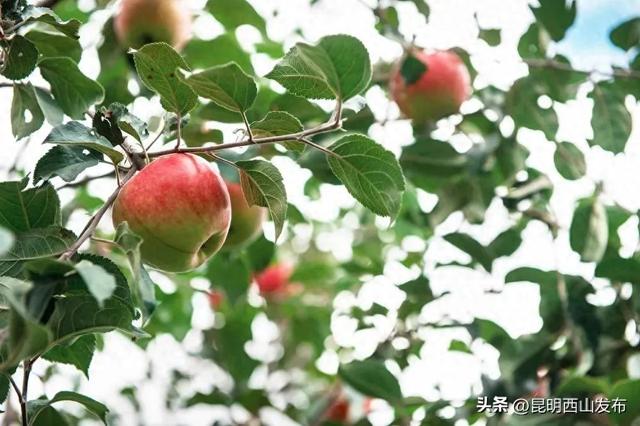 团结鑫苹果庄园开园游园会今日开启！15大游园玩法，等你来嗨！