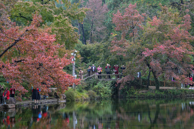 天平山红枫进入观赏期