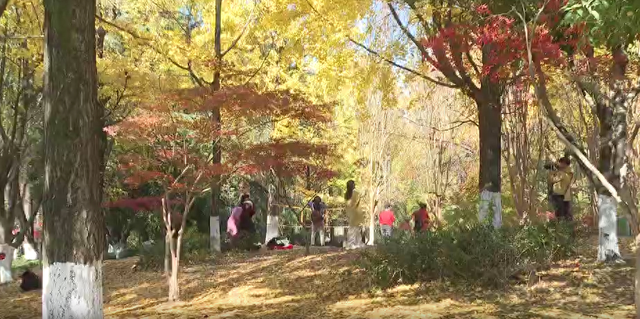 浙里“枫”光正好！多地红叶进入最佳观赏期 解锁秋冬限定浪漫