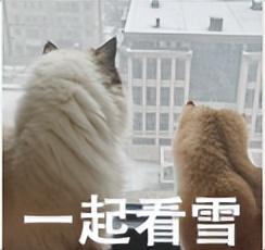 回答我，蒙顶山的雪景美不美？？