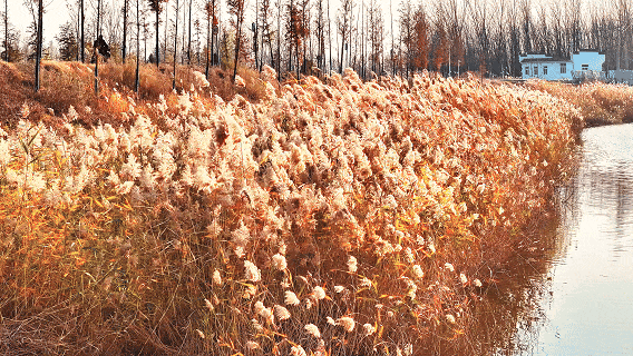 鱼台限定！芦苇荡的浪漫已上线