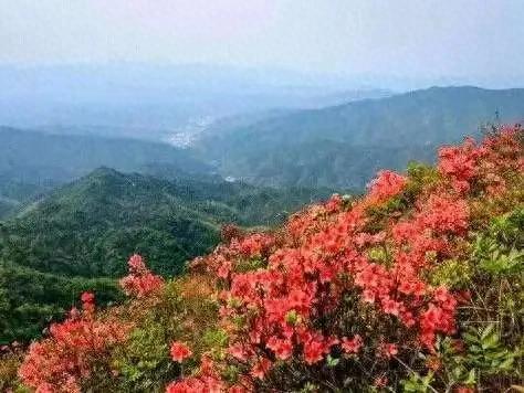 杜鹃花开成海，藏南真正的春天在何时？
