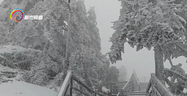 昆明轿子山“冬春同框” 一半春雪一半春花