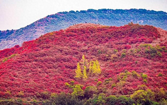 漫山红叶美如画！汝州第七届红叶观赏季启幕！