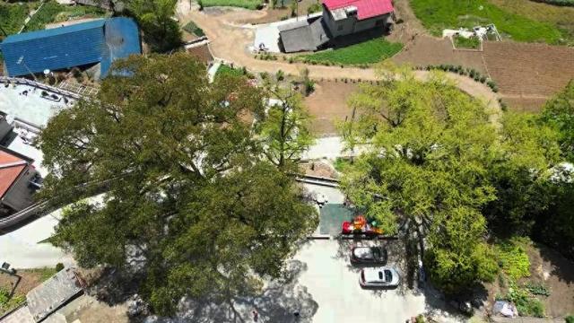 湖北长阳：初冬限定景致！817岁古樟见证1007岁雄银杏和547岁雌银杏的四季情书