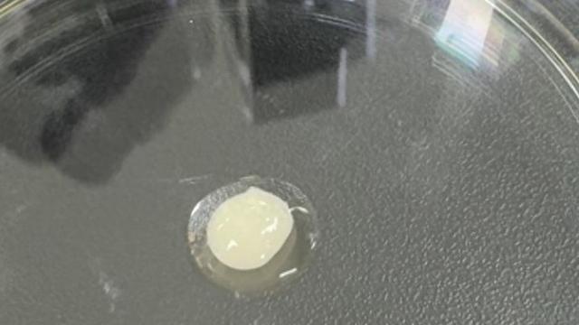 上海“器官农场”，培育出世界最大尺寸“生物人工心脏”